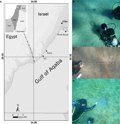 A method for a fast and economical in situ collection of pore water in sandy sediments